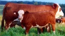 Особливості симментальської породи корів характеристика, вміст бичка, продуктивність симментальської