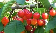 ягориевски орловская