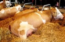 Особливості симментальської породи корів характеристика, вміст бичка, продуктивність породи