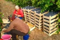 продукти продукти