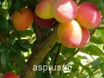 черешова отглеждане