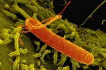 Відкриття Helicobacter pylori – Нобелівська премія за 2005 р. helicobacter
