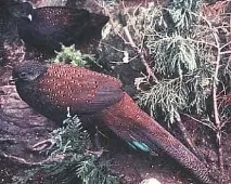 Павлині фазани, фазан Рейнхарта (Rheinartia ocellata), фазан малакський, зміст розведення фазан