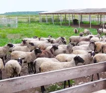 развъждане развъждане