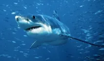 waterworld