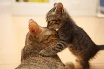 котката мърка