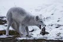 Пісець, або полярна лисиця полярна