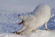арктическа арктическа