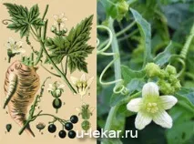 Переступ білий (Бріонія біла) білий