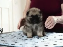 keeshond ваксиниране