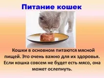 Харчування котів - Презентація 138218-7 138218-7
