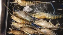 Чому зима в Україні дорожча, а в Таїланді дешевше чому