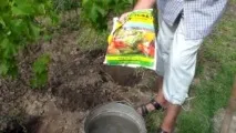Підживлення винограду в який час і як вносити добрива який