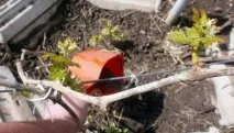 Підживлення винограду в який час і як вносити добрива підживлення