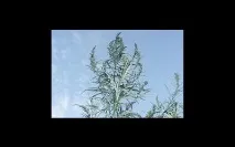 пелин пелин