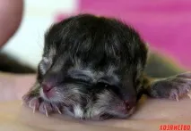 Чому у кішки народилося двоголове кошеня двоголове
