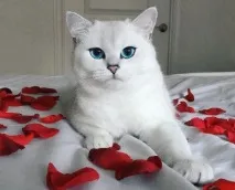 защо защо