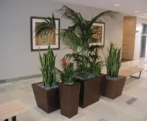 Чому квітка троянда так називається, Кімнатні рослини троянда