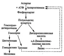 ОТРИМАННЯ ПРОДУКТІВ МІКРОБІЯЛЬНОГО СИНТЕЗУ лізину