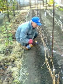 Підживлення винограду в який час і як вносити добрива підживлення