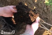 Посадка смородини восени - терміни, коли і в якому місяці садити чагарник, правила, технологія коли