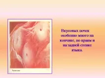 темата вкус