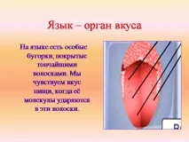 темата биология