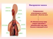 темата вкус