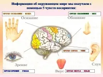 презентация мирис