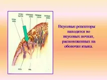 биология презентация