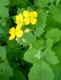 Потіє в паху у чоловіків і жінок причини та лікування паху