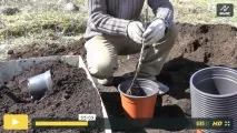 дървета овощни