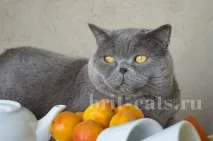 повече храна котките