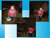 Проект на тему Як на стіл приходить молоко проект