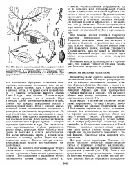 Проросток - Велика Енциклопедія Нафти та Газа, стаття, сторінка 1 газа