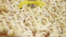 Раївська птахофабрика ринку