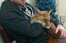 Поранений лис віддячив обіймам людини, яка його врятувала його