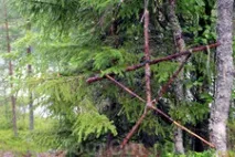 прежди отзиви