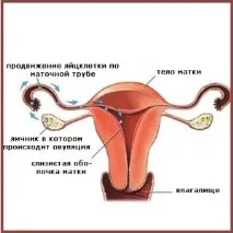 Рання овуляція та зачаття овуляція