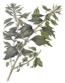 motherwort състав