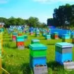 Розведення бджіл у домашніх умовах для початківців умовах