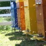 Розведення бджіл у домашніх умовах для початківців умовах