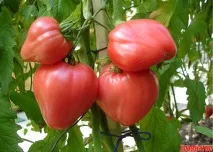 този сорт различни