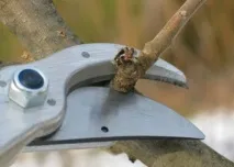 изрязване видове