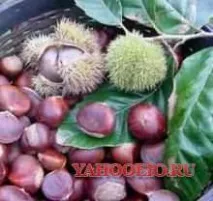 рецепти кестени