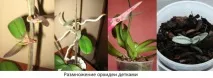 Розмноження орхідей у домашніх умовах домашніх