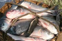 Рибалка у Шатурі відгуки відгуки