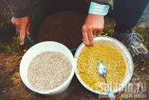 каша