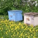 З чого почати вміст бджіл бджіл