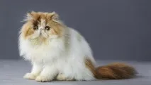 кішки